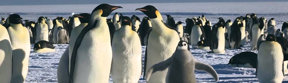 Documentary Filmmaking